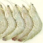 garides Vannamei
